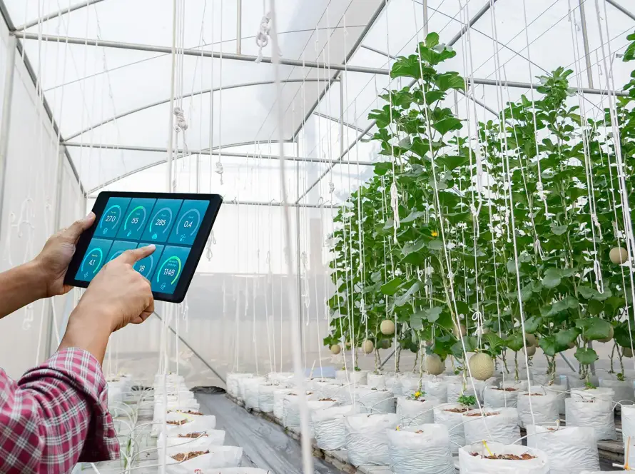 analisis Plantas