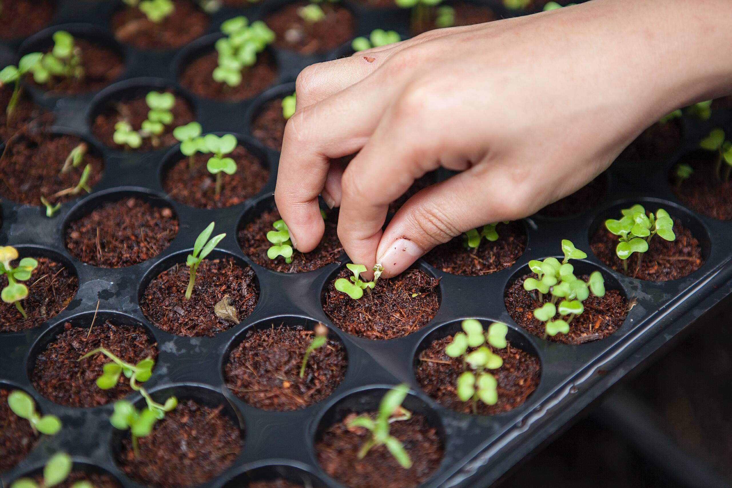 Seguridad alimentaria a través de la agricultura vertical. Consultoría de innovación.