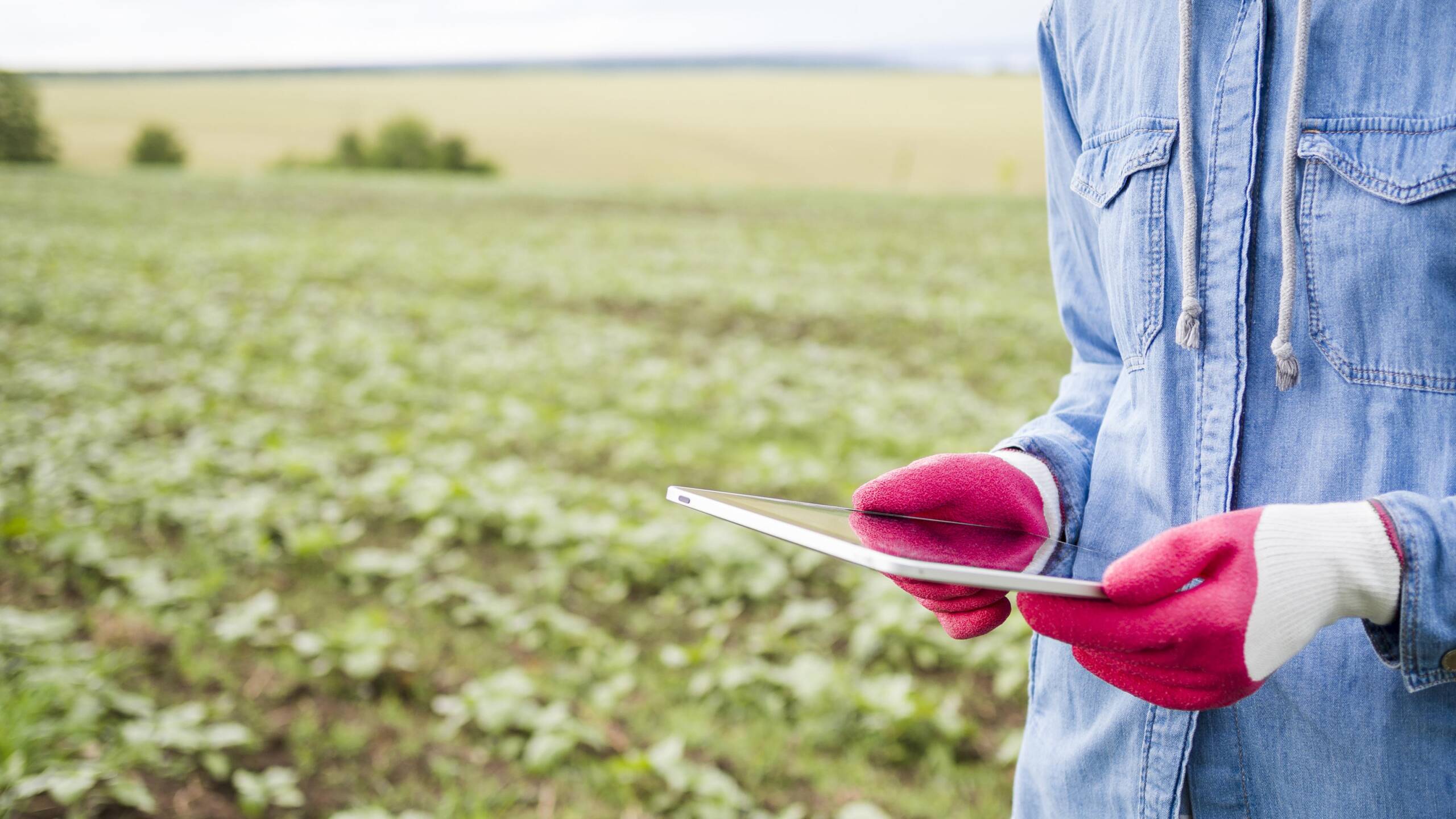 Consultoría en innovación. Tecnología IoT. Aplicación de la tecnología IoT al sector agroalimentario.