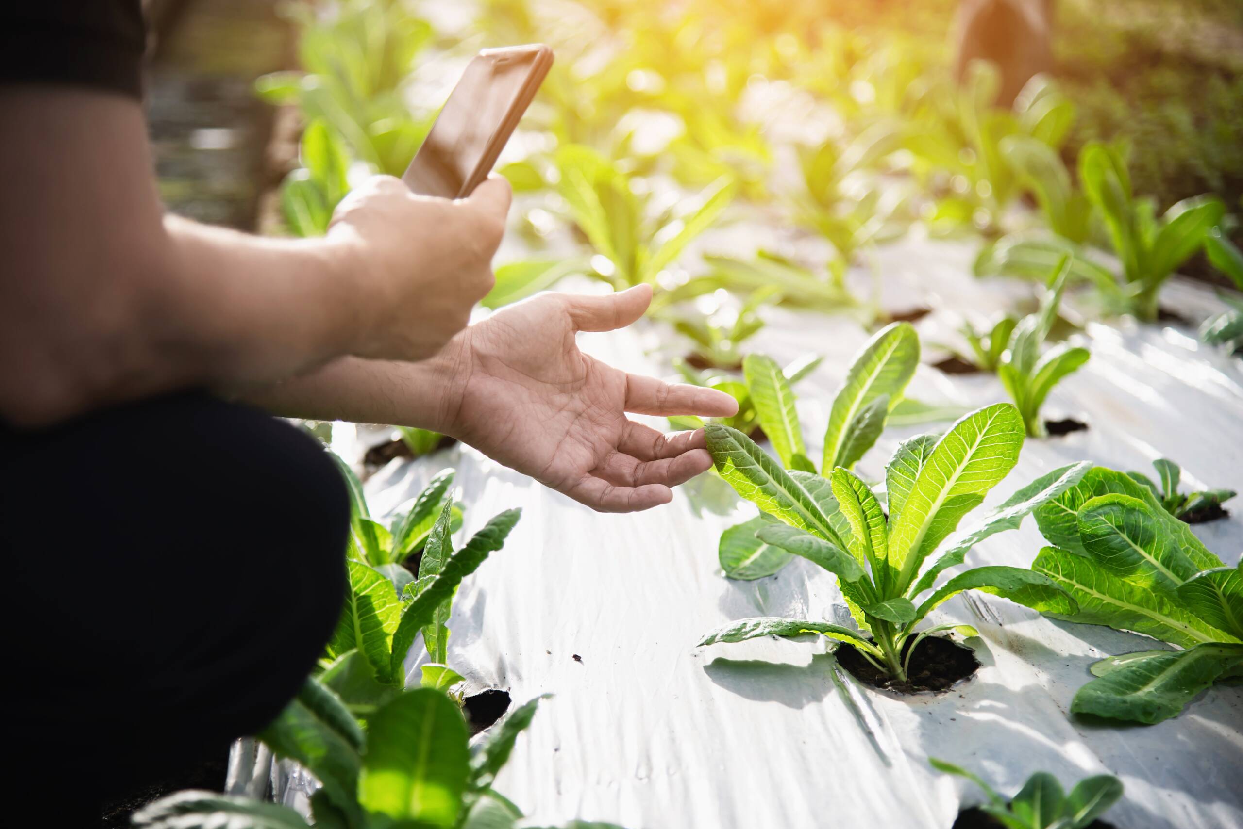 Consultoría en innovación. Tecnología IoT en la agricultura. Aplicación de la tecnología IoT al sector agroalimentario.