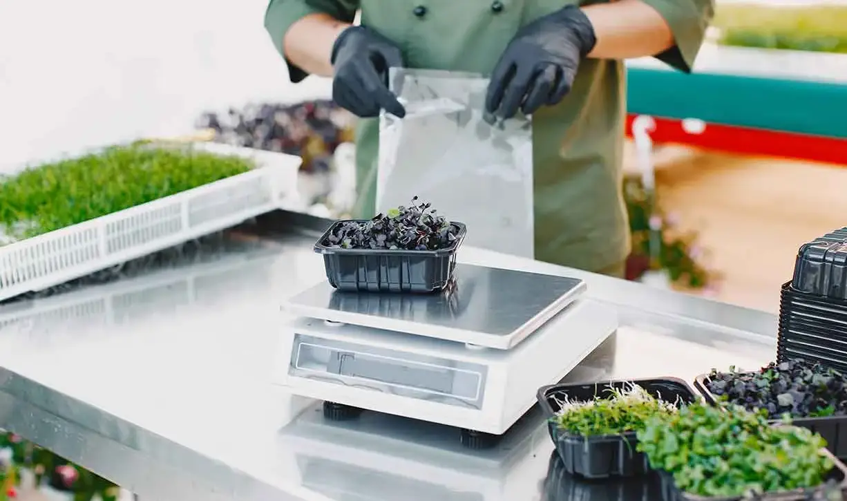 Trabajador con guantes negros envasando brotes frescos en un contenedor plástico sobre una balanza.