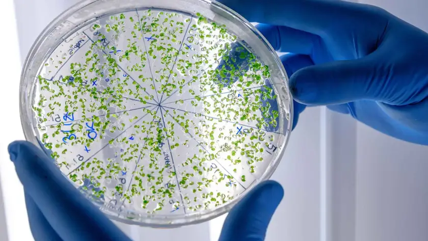 Placa de Petri con brotes verdes en análisis de laboratorio.