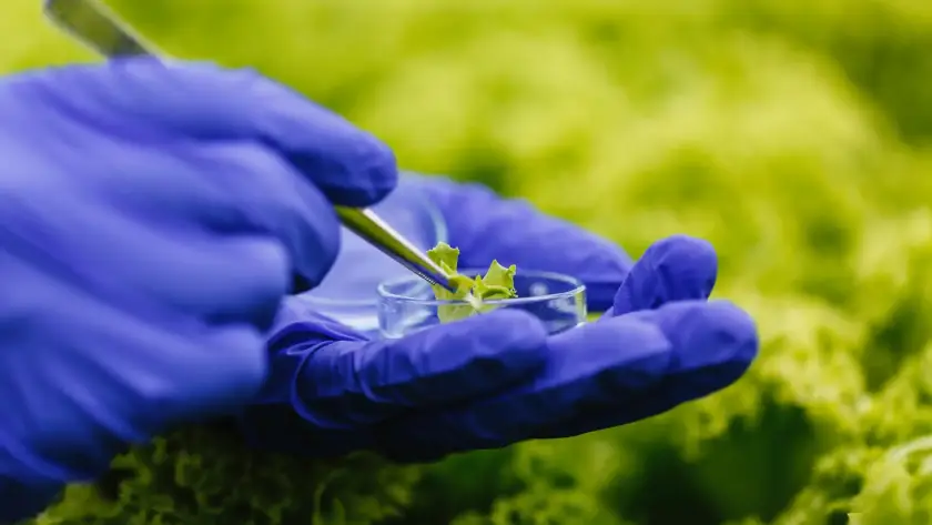 Análisis de laboratorio en hoja de lechuga para seguridad alimentaria