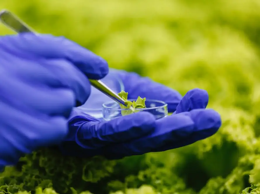 Análisis de laboratorio en hoja de lechuga para seguridad alimentaria