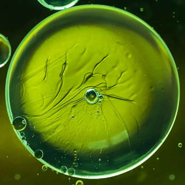 Vista microscópica de las micotoxinas