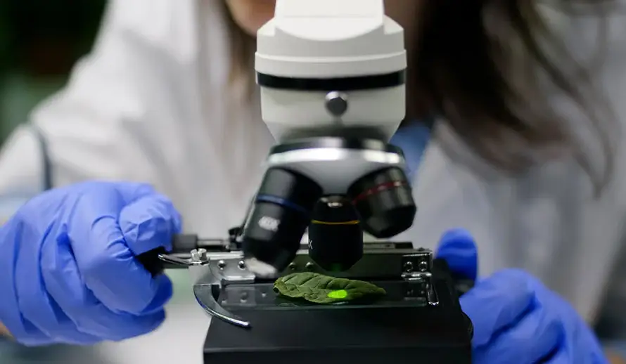 Primer plano de manos con guantes colocando una hoja verde bajo un microscopio en un laboratorio.
