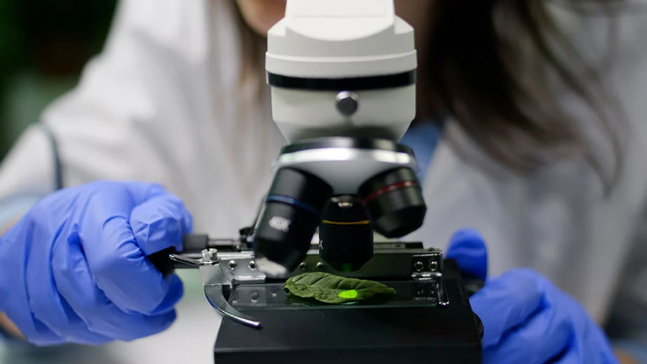 Primer plano de manos con guantes colocando una hoja verde bajo un microscopio en un laboratorio.